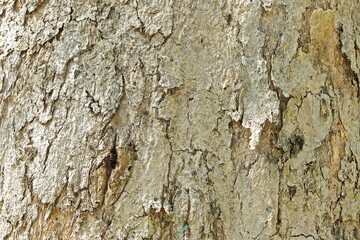 White bark tree trunk pattern background