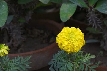 Yellow marigold flower blossom in garden, Yellow Mari Gold flowers for decorate garden, Close up of beautiful Yellow marigold flower. Nature, Marigold flowers bloom in the morning, Marigold
