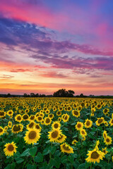 Fototapeta premium Beautiful sunset over sunflowers field