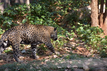 leopard © BORDIN