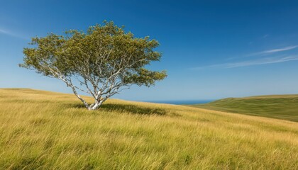 Obraz premium Solitary Birch Tree in Golden Field Overlooking Ocean Under Blue Sky
