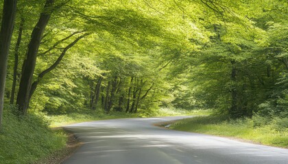 Obraz premium Curving Road Through Lush Green Forest Sunlight Dappled Path