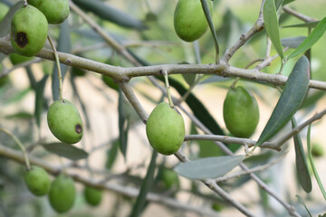 unripe green olives on tree closeup, Olive-tree branch with unripe green olives, olive tree...