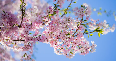 Spring background. Blossom tree branch with white flowers. Spring flowers. White flowers the fruit tree. The sakura. Cherry blossom trees in bloom. Blooming apple tree in the spring garden.