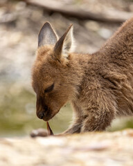 portrait of a kangaroo
