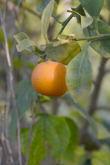 ripe small little oranges on tree in garden, close-up of a beautiful orange tree with green oranges, fruit hanging on a plant in garden, Close-up of small little ripe oranges hanging on a tree closeup