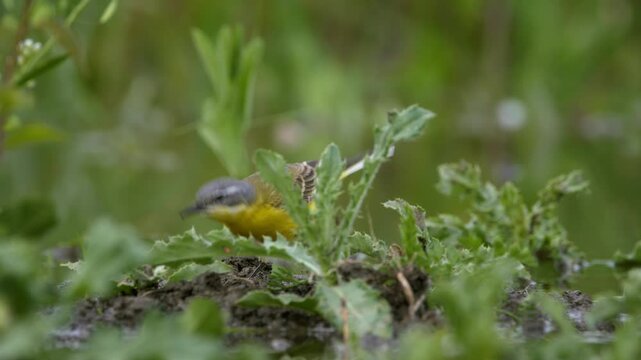 Western yellow wagtail (Motacilla flava), bird hunting spiders