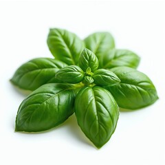 Fototapeta premium Fresh green basil leaves isolated on white background. Aromatic culinary herb is ingredient for cooking. Natural healthy flavor from kitchen garden, spice for food and receipes.