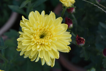 Beautiful Yellow chrysanthemum flowers closeup in the winter garden, Closeup of Chrysanthemum flower, Field of the Yellow Chrysanthemum, Beautiful Yellow flower blooming in nature.