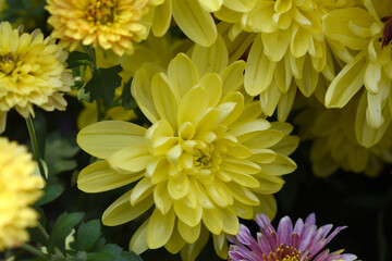 Beautiful Yellow chrysanthemum flowers closeup in the winter garden, Closeup of Chrysanthemum flower, Field of the Yellow Chrysanthemum, Beautiful Yellow flower blooming in nature.
