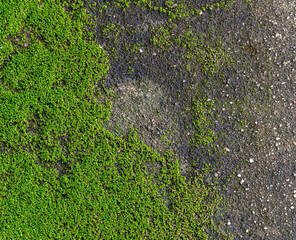 Cement wall has moss stains.