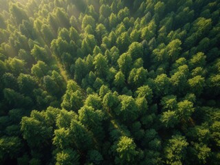 Lush green forest captured from above during golden hour