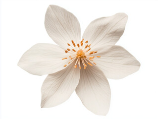 Fototapeta premium A Breathtaking Showcase of Jasmine Flowers in Full Bloom, Their Delicate Petals Gently Dancing on the Breeze.