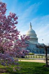 Capitol building at spring blossom magnolia tree, Washington DC. U.S. Capitol exterior photos. Capitol at spring. Capitol architecture. The pink cherry blossoms in Washington DC. Blossom congress. © Volodymyr