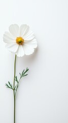 Obraz premium A picture of a flower placed on a clean white background with space for text