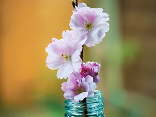 A delicate branch of cherry blossoms graces a textured blue glass bottle