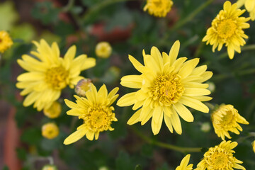 Beautiful Yellow chrysanthemum flowers closeup in the winter garden, Closeup of Chrysanthemum flower, Field of the Yellow Chrysanthemum, Beautiful Yellow flower blooming in nature.