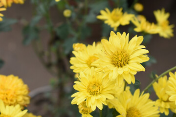 Beautiful Yellow chrysanthemum flowers closeup in the winter garden, Closeup of Chrysanthemum flower, Field of the Yellow Chrysanthemum, Beautiful Yellow flower blooming in nature.