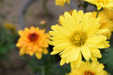 Beautiful Yellow chrysanthemum flowers closeup in the winter garden, Closeup of Chrysanthemum flower, Field of the Yellow Chrysanthemum, Beautiful Yellow flower blooming in nature.