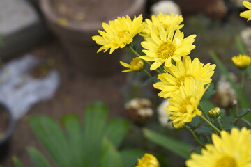 Beautiful Yellow chrysanthemum flowers closeup in the winter garden, Closeup of Chrysanthemum flower, Field of the Yellow Chrysanthemum, Beautiful Yellow flower blooming in nature.