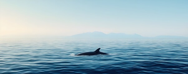 Fototapeta premium Serene Ocean View with Dolphin Swimming Near Calm Waters