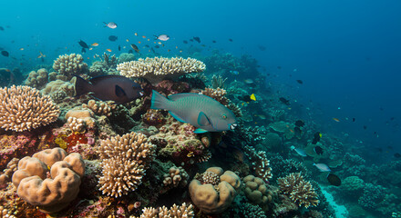 coral reef underwater background ai image