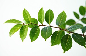 Fototapeta premium Green leaves branch on white backdrop. Rich foliage shows nature beauty, freshness, vibrant growth. Perfect for eco, healthy lifestyle, spring design projects with isolated botany.