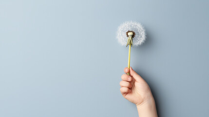 A child s hand presenting a picked dandelion, A hand holds a delicate dandelion against a soft blue background, symbolizing dreams and wishes in a tranquil setting.