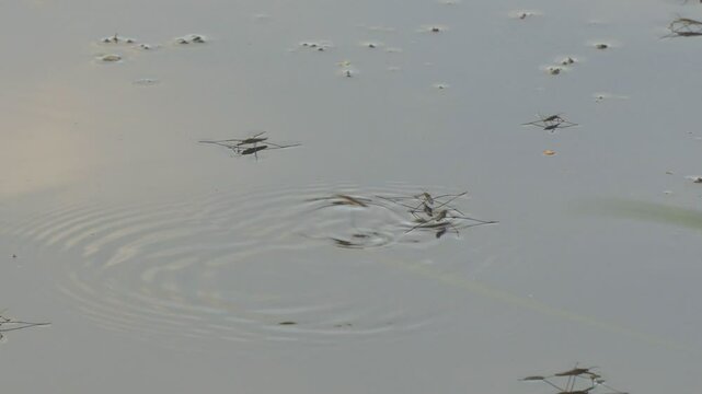 Water skaters swim and rest on the surface of the water. Gerridae - Gerris lacustris