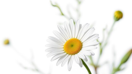 Fototapeta premium Beautiful Daisy Isolated on White - AI Photo