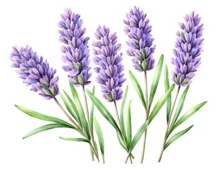 Naklejka premium Watercolor Lavender Flowers