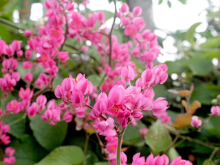 Bride's tears (Antigonon) is a climbing plant (liana) belonging to the Polygonaceae tribe...