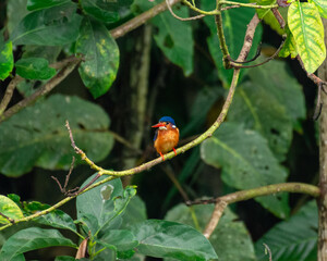 Kingfisher