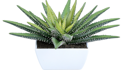 Succulent in white pot, indoor plant, home decor, great for gift