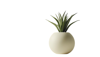 Small decorative plant in a round pot