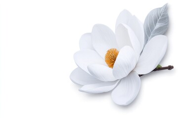 Delicate white flower with soft petals and bright yellow center,