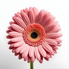 Pink Gerbera Daisy Flower on White Background