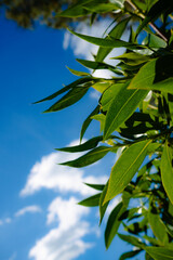 Obraz premium Hermosa flor con fondo del cielo azul | Beautiful flower with blue sky background
