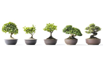 Fototapeta premium Minimalist Bonsai Plants in Dark Pots on White Background