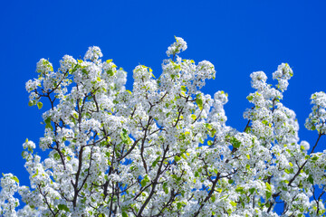 Bunches of plum blossom with white flowers against the blue sky. Spring blossom background. Blossoming apple tree branch on sky background. Spring flowering tree branch with white flowers.