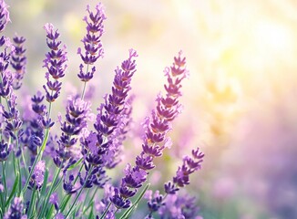 Naklejka premium Beautiful lavender flower field background, purple color, summer nature landscape with soft focus and bokeh light in sunny day. Natural beauty of floral meadow in pastel colors. Soft blurred lavender 