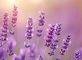 Obraz premium Beautiful lavender flower field background, soft focus, dreamy light, purple color, blurred background, natural beauty, summer nature, summer landscape, summer scene, sunny day, lavender meadow,