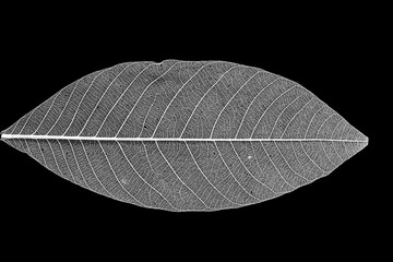 skeleton of leaf on black background