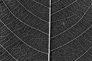 skeleton of leaf on black background