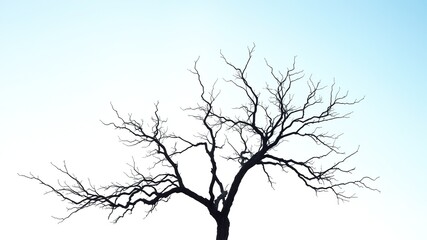 Fototapeta premium Dramatic Dry Tree Silhouette Against Azure Sky