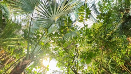 Naklejka premium Sunlit tropical foliage in a dense jungle.