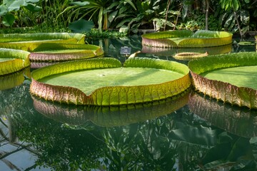 Giant water lilies in a serene pond.