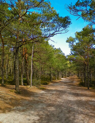 Fototapeta premium Forest in Stilo. Northern Poland.