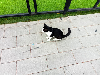 cat near synthetic grass park, black and white cat sitting on synthetic grass, cat sitting in the park