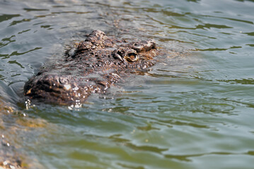 Crocodile Closeup